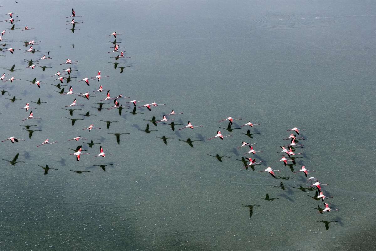 Konya’da kuruyan göl yeniden canlandı, flamingolar geri döndü 6